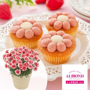 ��̓��@���A���Z�b�g�u�Z�{�؃A�}���h�@���܂���䕂̃t�����[�P�[�L�v