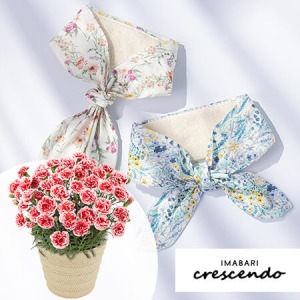 ��̓��@���A���Z�b�g�u�����^�I���}�t���[�v