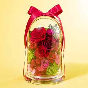 ��̓��@�v���U�[�u�h�t�����[�u�O�����h�[���`���r�[�`�v