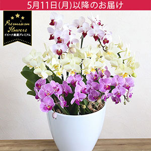 ��̓��@���A���u�v���~�A���Ӓ����@10�{�����v