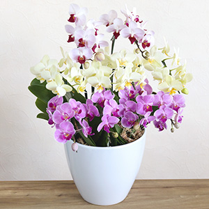 ��̓��@���A���u�v���~�A���Ӓ����@10�{�����v