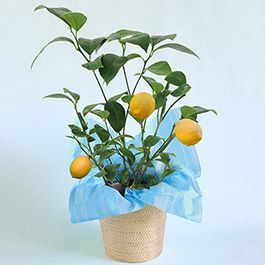 ���̓��@���A���u�������ʎ����@�������v