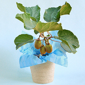 ���̓��@���A���u�������ʎ����@�S�[���f���L�E�C�v