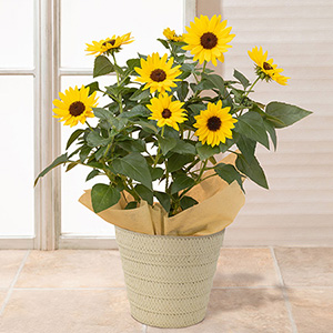 ���̓��@���A���u1000�֍炫�q�}�����@�\���V�[�J�[�v