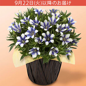 �h�V�̓� ���A���u�������肤���ǂ� �����v
