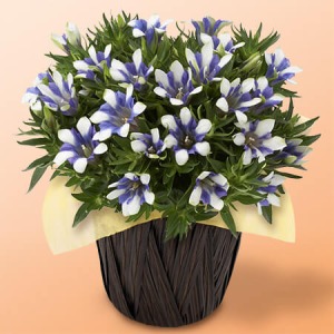 �h�V�̓� ���A���u�������肤���ǂ� �����v