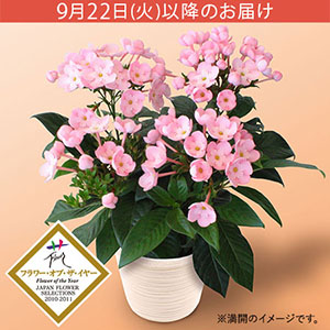 �h�V�̓� ���A���u�V�R�A���}�̑��蕨�@�ɂ������@�R�R�v