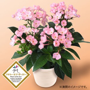 �h�V�̓� ���A���u�V�R�A���}�̑��蕨�@�ɂ������@�R�R�v
