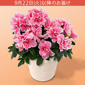 �h�V�̓� ���A���u���d�炫�A�U���A�v