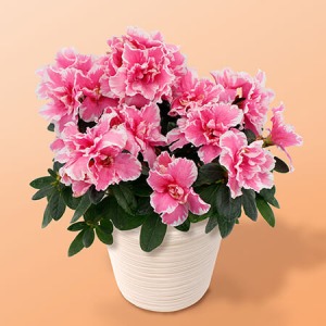 �h�V�̓� ���A���u���d�炫�A�U���A�v