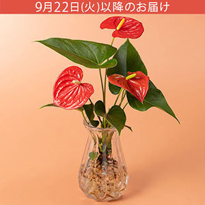 �h�V�̓� �ϗt�A���u���k�͔|�@�A���X���E���v