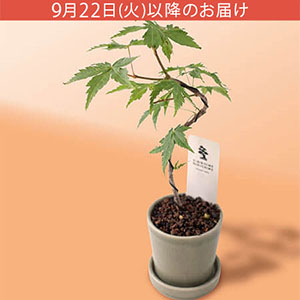 �h�V�̓� �~�́u�G�߂��������Ɂ@���~�W�v