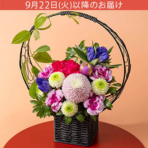 �h�V�̓� �A�����W�����g�u�Ԃ܂ǂ��v