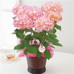 鉢植え「アジサイ　未来」