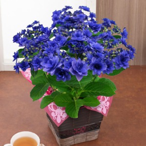 お花好きの母に贈る鉢植え フェアリーアイ ピンク アジサイのギフト 富山 生活 ネットでお買い物