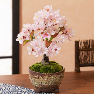 盆栽「風流桜」