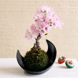 盆栽「桜の苔玉」