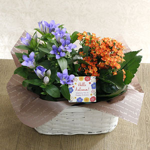 EX寄せ鉢「八重咲きりんどう　アシロブーケ＆カランコエ」