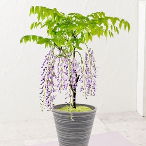 EX盆栽「和の趣き感じる藤の花」