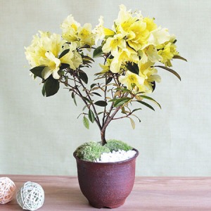 盆栽「幸せの黄色いシャクナゲ」
