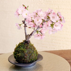 EX盆栽「桜の苔玉」