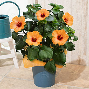鉢植え「ハイビスカス　プチオレンジ」