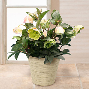 鉢植え「クリスマスローズ ウィンターベル」