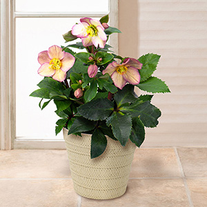 鉢植え「クリスマスローズ 氷の薔薇 ピコティ」