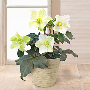 鉢植え「クリスマスローズ 氷の薔薇 ホワイト」