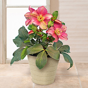 鉢植え「クリスマスローズ 氷の薔薇 レッド」