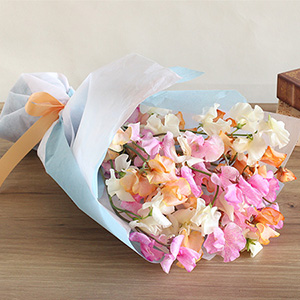 �ԑ��u�p�X�e���E�X�v�����O�`�X�C�[�g�s�[�`�v