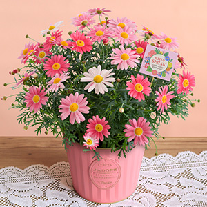 ���A���u�ԐF���ς��}�[�K���b�g�@�X�g���x���[�z�C�b�v�v