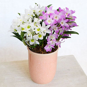 ���A���u2�F�̃f���h���r�E���񂹐A���v