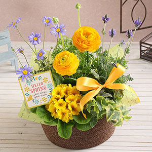 �񂹔��u�t���b�V���E�T���V���C���v