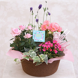 �񂹔��u�X�v�����O�E�n�[���j�[�v