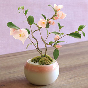 �~�́u����ց@�t���v