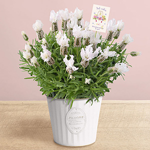 ���A�� �t�����`���x���_�[���x���u�s���A�z���C�g�v