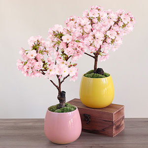 盆栽「はんなり桜 選べる2色」