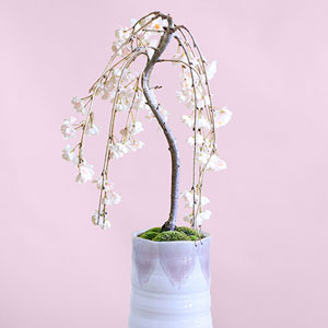 盆栽「しだれ桜」