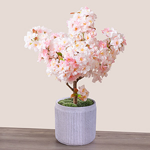 �~�́u��a���v