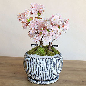 �~�́u����ࣖ��@��a�������R��2�{�����v