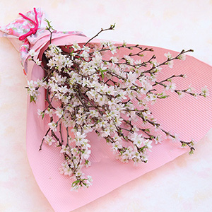 �ԑ��uSAKURA�`�Ђ�蕑���Ԃт�`�v