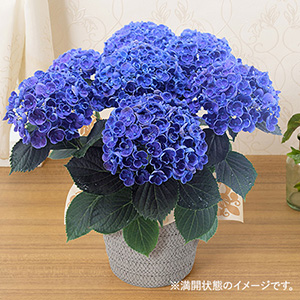 ���A���u���������z�ԁv