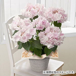 ���A���u�A�W�T�C�@�m�[�u���s���N�v