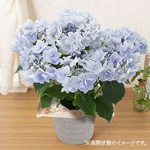 ���A���u�A�W�T�C�@�m�[�u���u���[�v