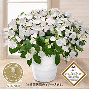 ���A���u�v���~�A���A�W�T�C�@���O�����W�A�@�u���C�_���V�����[�v