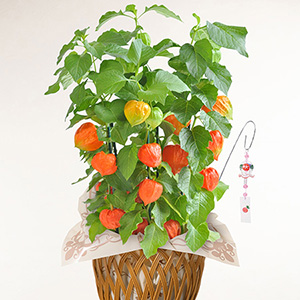 ���A���u�ق������v