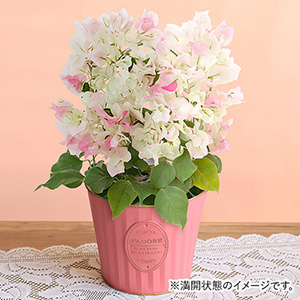 ���A���u�u�[�Q���r���A�@�u���C�_���s���N�v