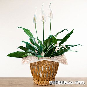 ���A���u�X�p�e�B�t�B�����v