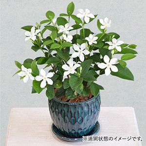 ���A���u�Z�C�������C�e�B�A�v